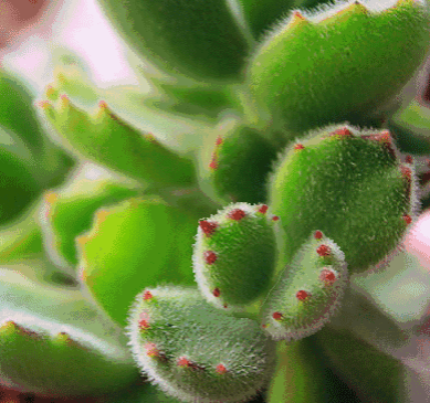 青春痘怎么调理