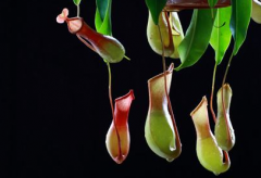 得了灰指甲该做哪些检查？