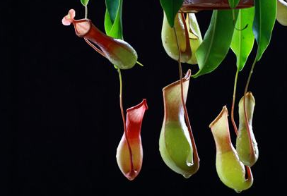 造成脱发的原因有哪些