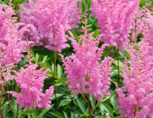 造成青春痘的原因是哪些